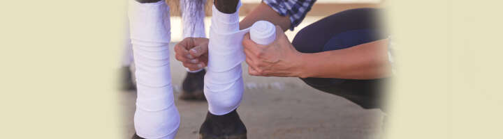 erste hilfe fuer pferde kategorieeinstiegsbanner